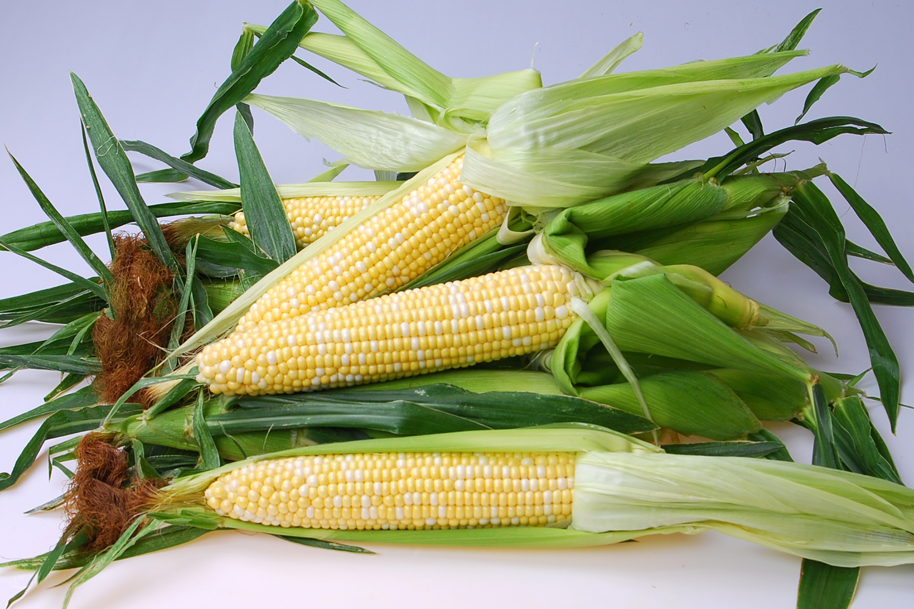 Snowy River Seeds Sweet Corn Seed Allrounder Ears on Table