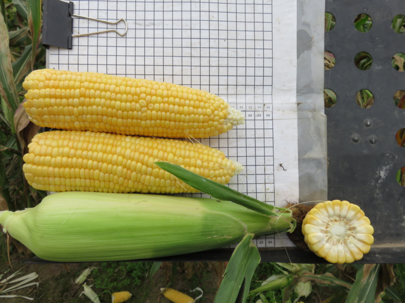 Cash Snowy River Seeds Sweet Corn Ears in Field being measured
