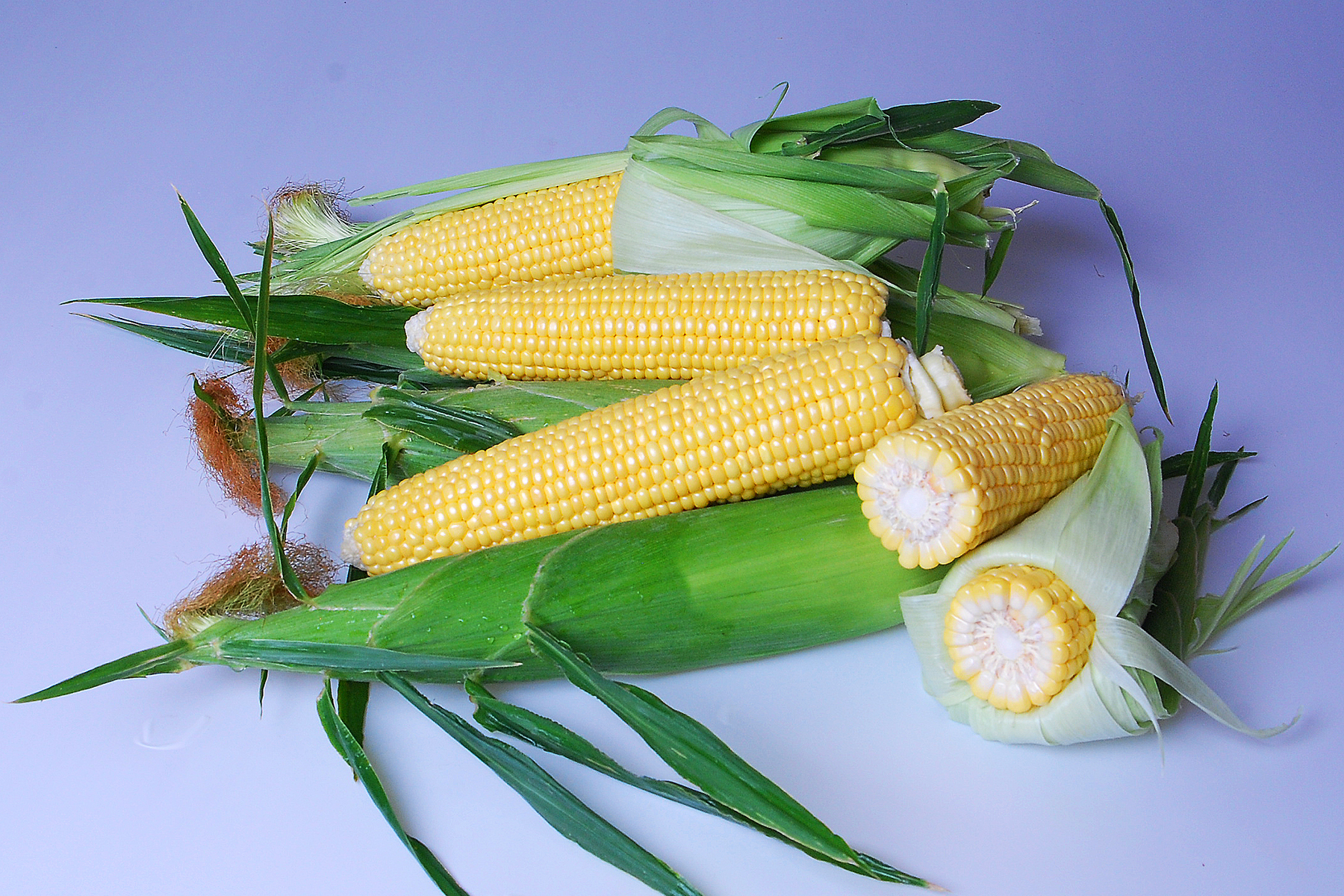 Enterprise Sweet Corn Processor Snowy River Seeds