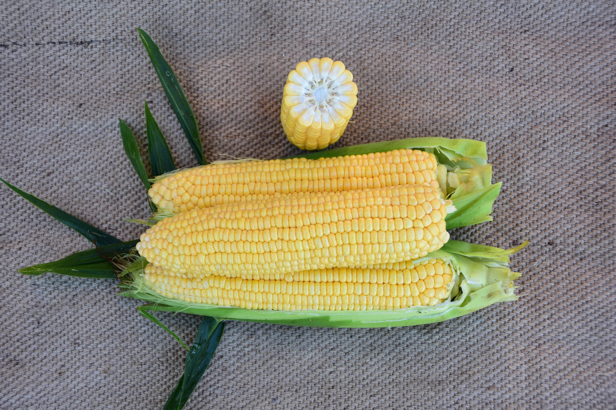 Snowy River Seeds Sweet Corn Seed ESCALATE ZHY2786OR