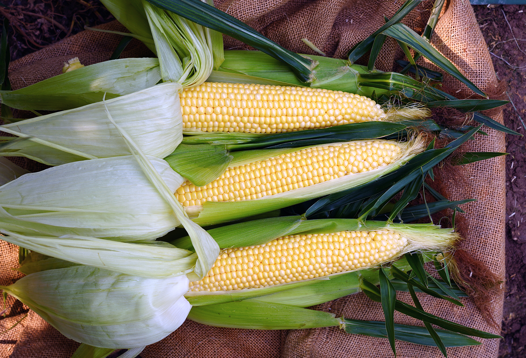 Snowy River Seeds Sweet Corn Seed FORERUNNER