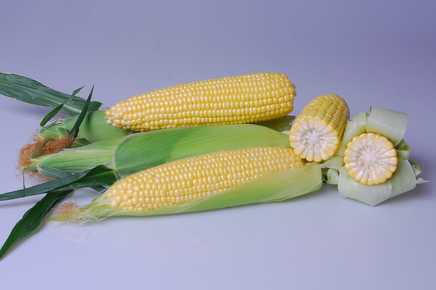 Galaxy Sweet Corn Processor Snowy River Seeds