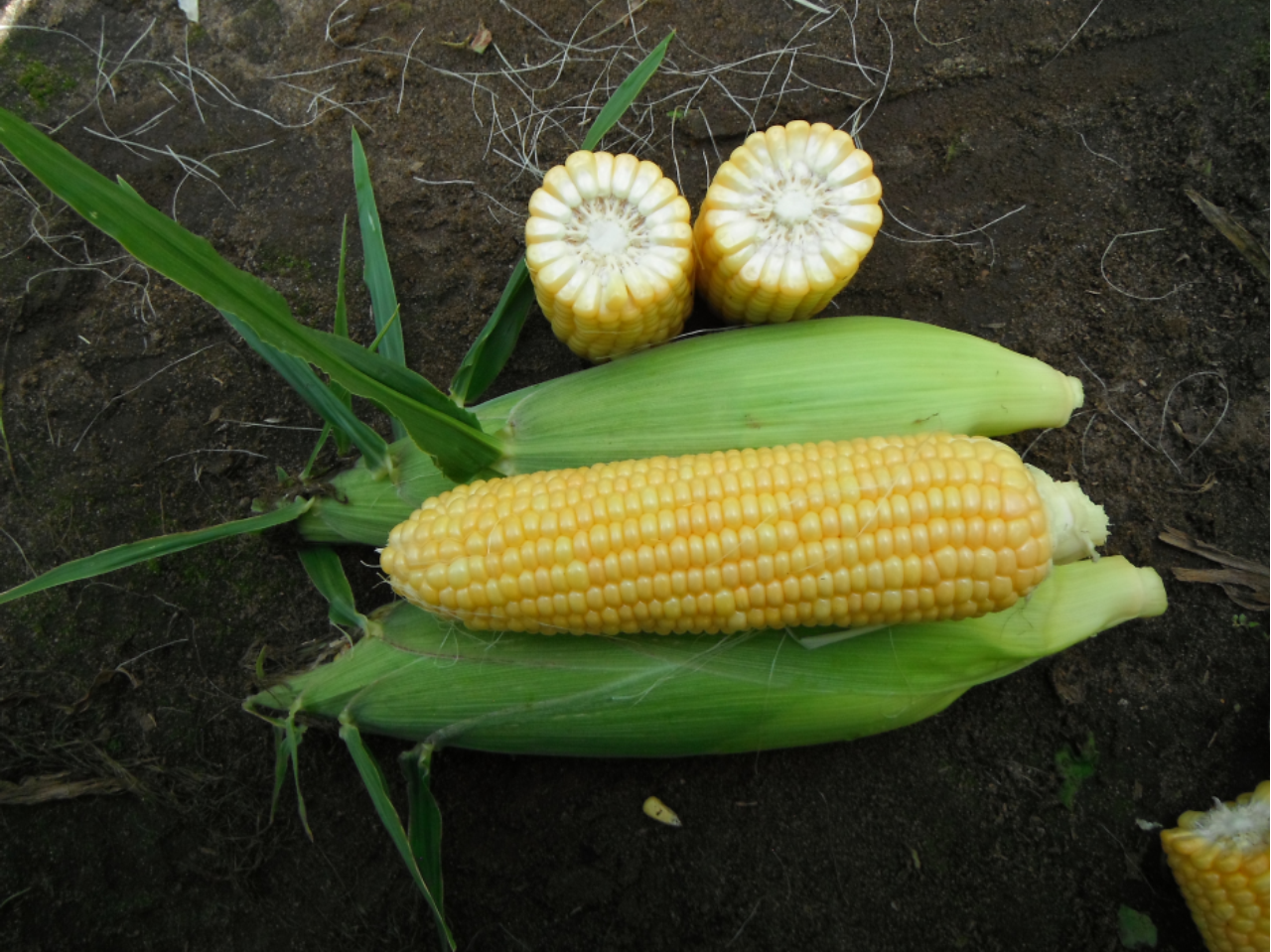 Grampian Snowy River Sweet Corn Seed Ears in the field