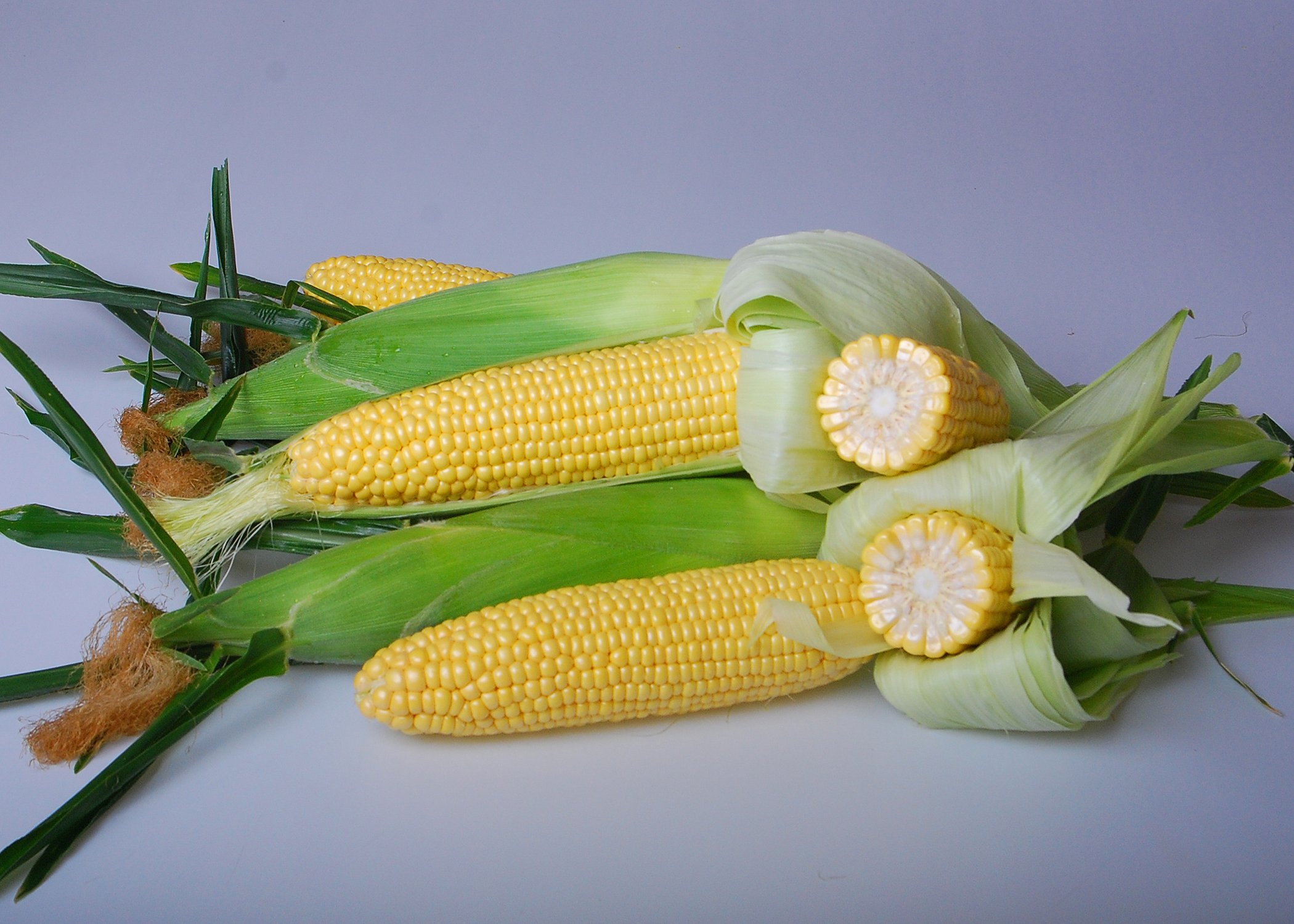 Astronaut Sweet Corn Ears on Table Snowy River Seeds 