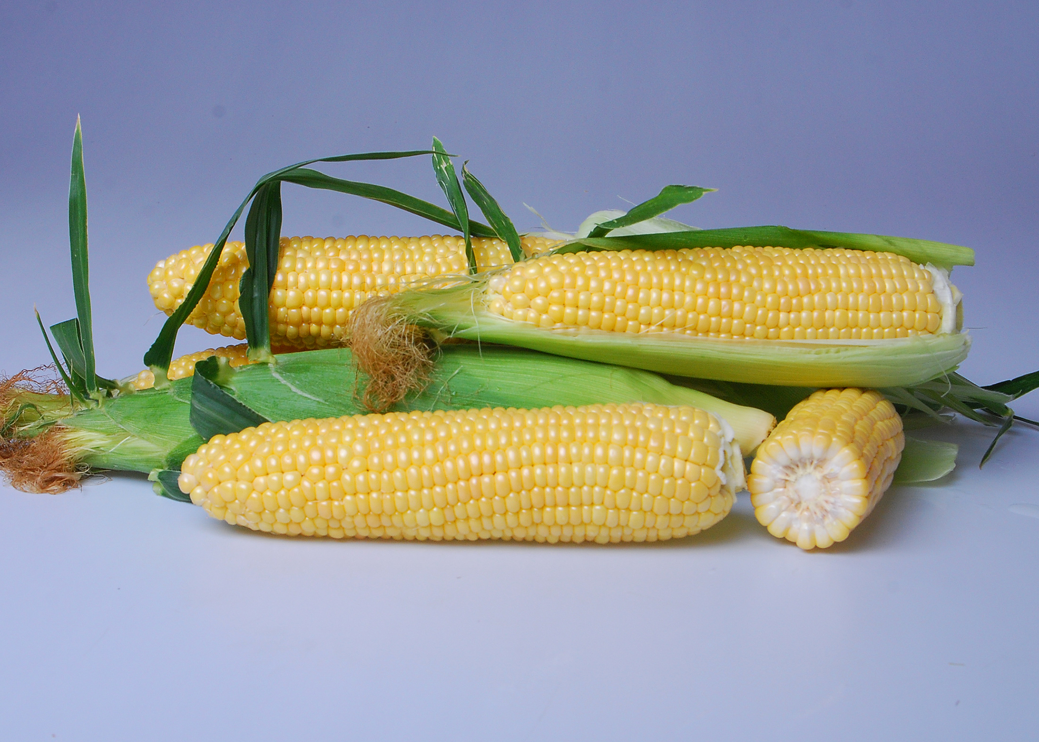 Prelude_SnowyRiverSeeds Sweet Corn Ears on Table