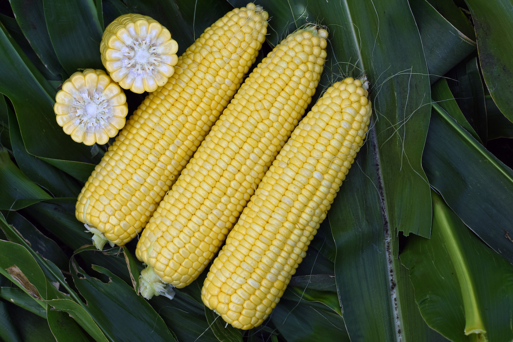 ZHY1794AC Ears of Sweet Corn in Field Snowy River Seeds
