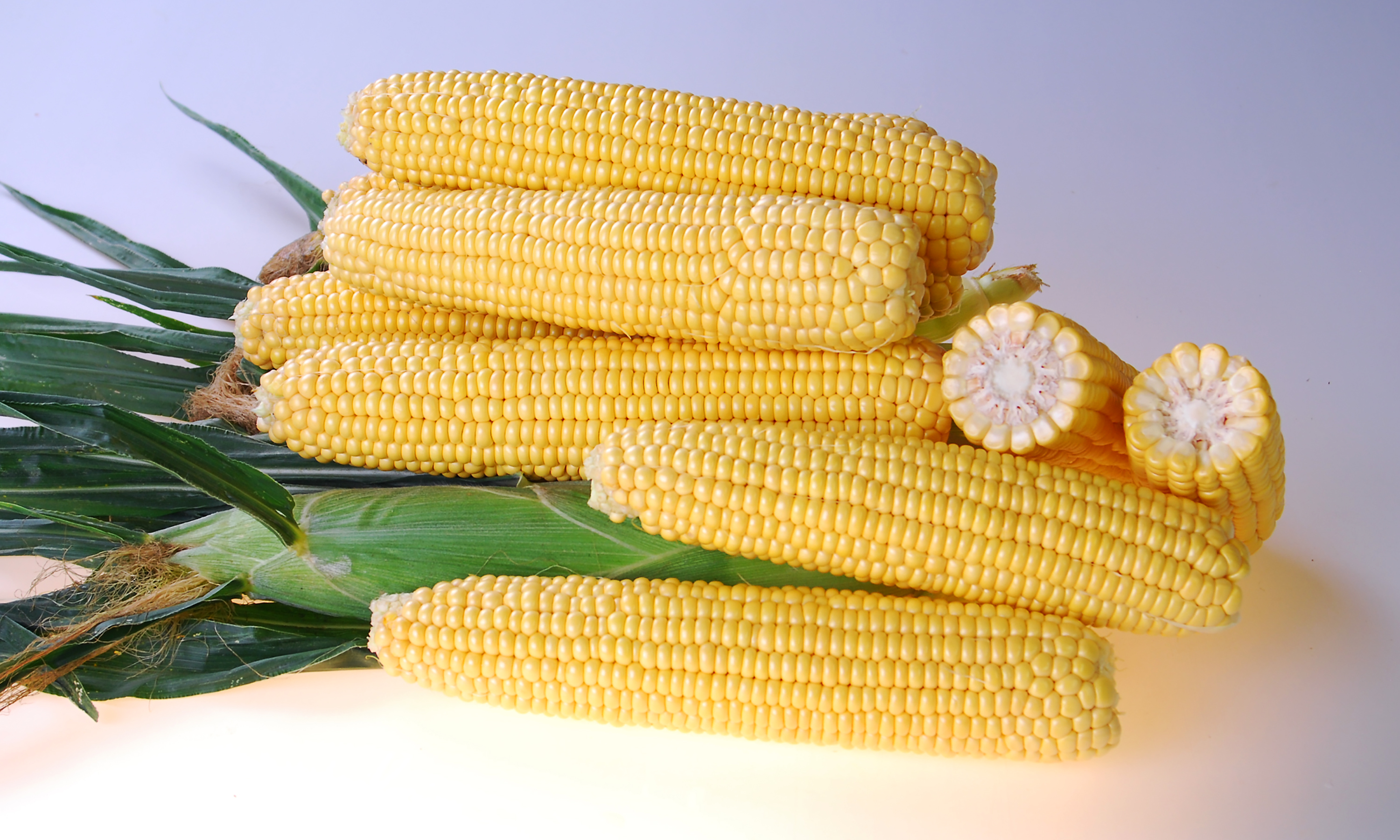 Sweet Corn Processor ZHY5022OD Snowy River Seeds Ears on Table