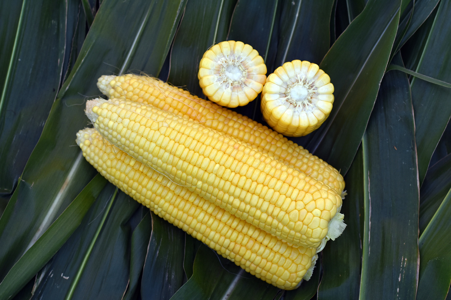 ZUY1357IA Snowy River Seeds Sweet Corn Ears in Field