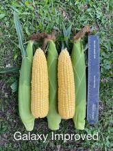 Galaxy Ayr Australia Snowy River Sweet Corn Seed 