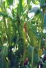 Snowy River Seeds Sweet Corn Seed Allrounder