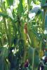 Snowy River Seeds Sweet Corn Seed Allrounder Ears on Plant in Field