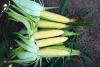 Excellent seed quality with very good, uniform vigour and emergence. Lovely plant style with deep, dark green plant. Very good general disease tolerances.
