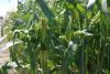 Enterprise Sweet Corn Processor Snowy River Seeds