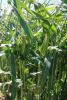 Enterprise Sweet Corn Processor Snowy River Seeds