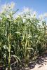 Enterprise Sweet Corn Processor Snowy River Seeds