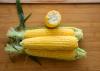 Enterprise Sweet Corn Processor Snowy River Seeds