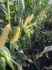 Globetrotter in Florida 2024 commercial field ears on stalks Snowy River Sweet Corn Seed