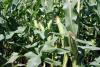 Galaxy Sweet Corn Processor Snowy River Seeds Ears in Field