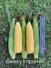 Galaxy Sweet Corn ears with ruler in field Snowy River Sweet Corn Seed