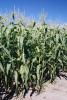 Galaxy Sweet Corn Processor Snowy River Seeds full plant photo