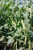 Galaxy Sweet Corn Processor Snowy River Seeds Ears in row in field