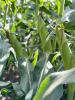 Globetrotter Shipper_ears of corn in filed on plant_Snowy River Seeds
