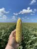 Globetrotter in Florida 2024 commercial field just before harvest Snowy River Sweet Corn Seed
