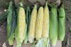 Globetrotter Shipper_consistent quality ears in field with and without husk_Snowy River Seeds