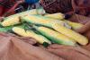 Globetrotter Shipper_Ears of Corn on Table_attractive_Snowy River Seeds