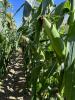 Launch sh2 Snowy River Sweet Corn Seed ears on plant in field