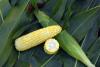 Launch sh2 Snowy River Sweet Corn Seed ears and cross section in field