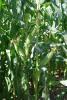 Snowy River Seeds Astronaut Ears on Plant in Field Sweet Corn 