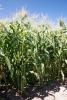 Snowy River Seeds Astronaut Full Plant in Field Sweet Corn