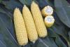 Snowy River Seeds Sweet Corn Seed STOCKADE