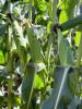 ZHY4944OD Snowy River Sweet Corn Seed Ears in a row in field