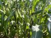 ZHY4944OD Snowy River Sweet Corn Seed Ears in a row