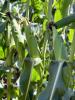 ZHY4944OD Snowy River Sweet Corn Seed Ears on Plant