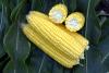 ZHY4944OD Snowy River Sweet Corn Seed Ears in Field