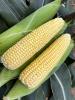 Sweet Corn Processor ZHY5022OD Snowy River Seeds Ears in Field