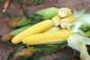 Sweet Corn Processor ZHY5022OD Snowy River Seeds Ears on Bags